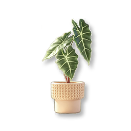 Potted Alocasia