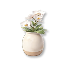Potted Moth Orchid
