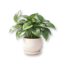 Potted Pothos