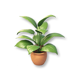 Peace Lily