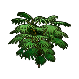 Olive Ferns
